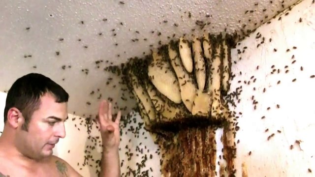 Bee Hive removal- Exposed Hive indoors in Mcallen, TX by Luis Slayton of Bee Strong Honey part 4