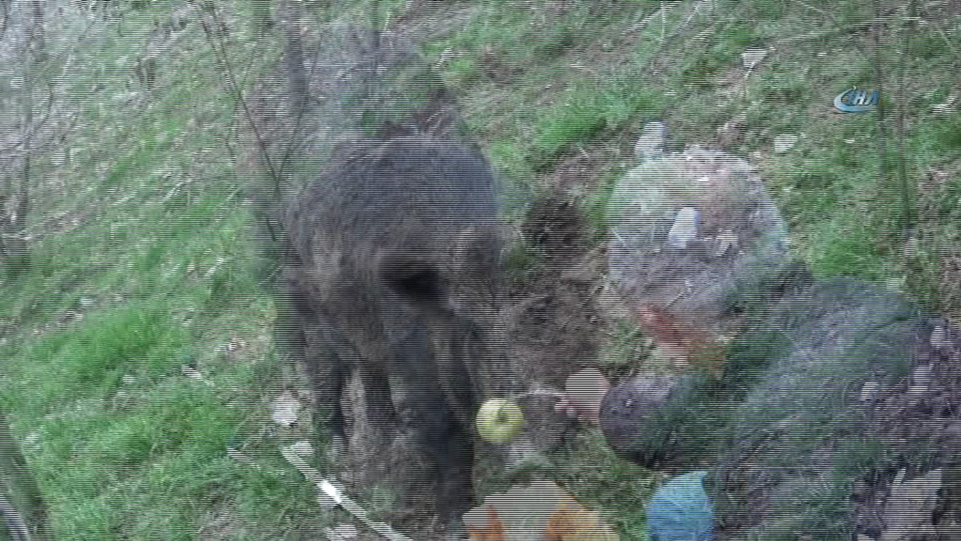 Yaban domuzunu elleriyle beslediler