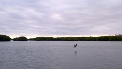 100 oiseaux plongent simultanément (Îles Galápagos)
