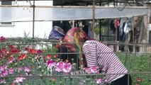 48 ülkenin kadınına 80 milyon dal Türk çiçeği - ANTALYA