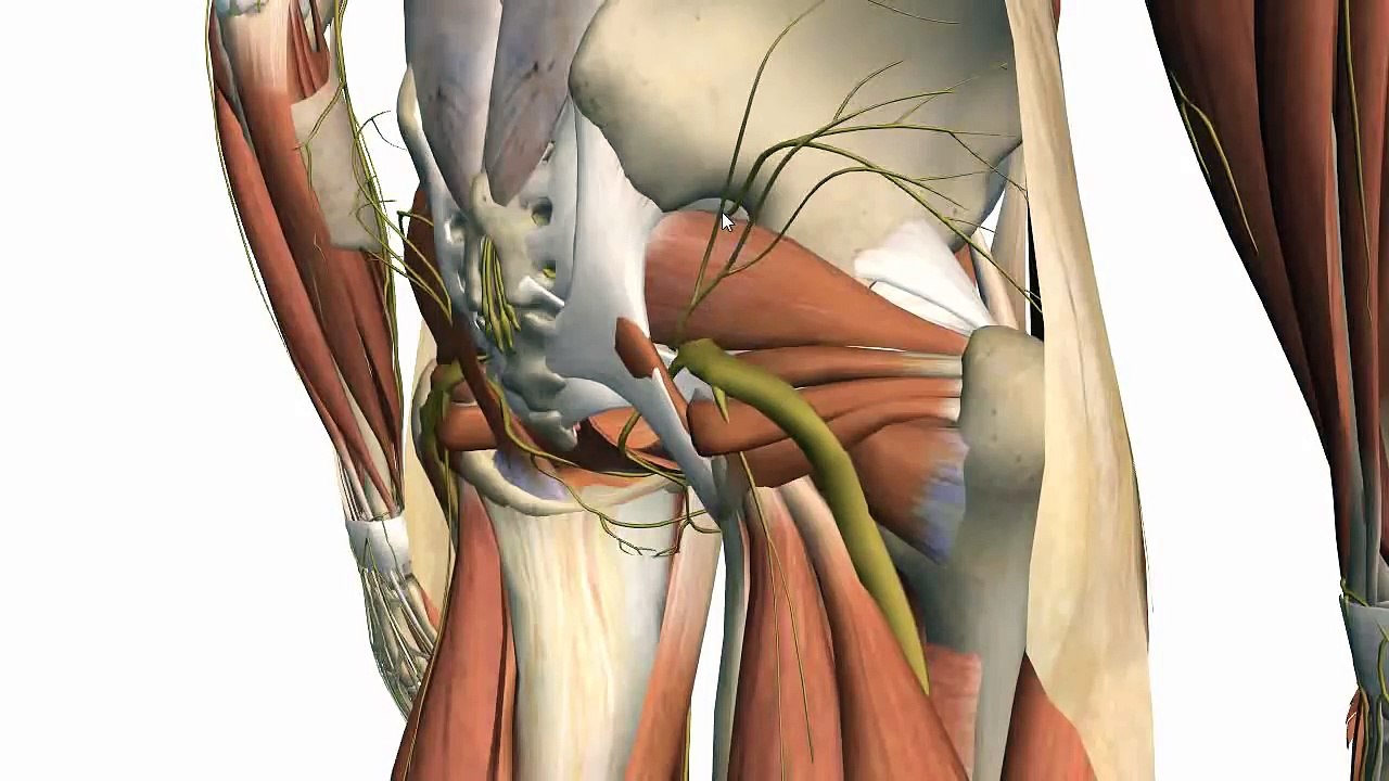 Muscles of the Thigh and Gluteal Region - Part 1 - Anatomy Tutorial