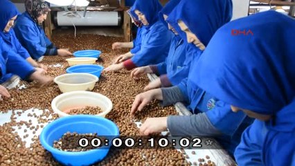 Ordu Kadın Fındık İşçilerinden Mehmetçiğe Yevmiye Desteği