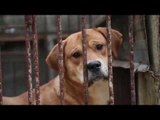 Korea dog meat campaigners accused of barking up wrong tree