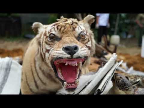 Indonesia destroys products from wildlife poaching