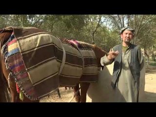 Afghanistan's buzkashi horses prepare for battle