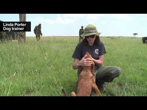 In Kenya, anti poaching dogs are wildlife's best friends