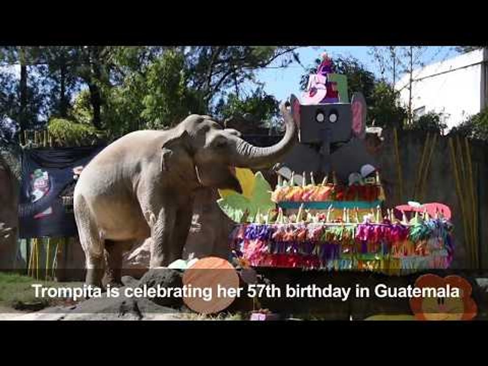 Elephant birthday party at a Guatemala zoo