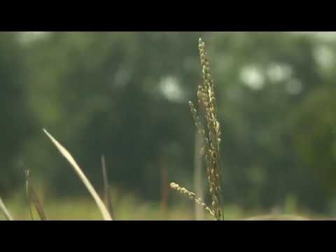 Myanmar farmers going against the grain with apps