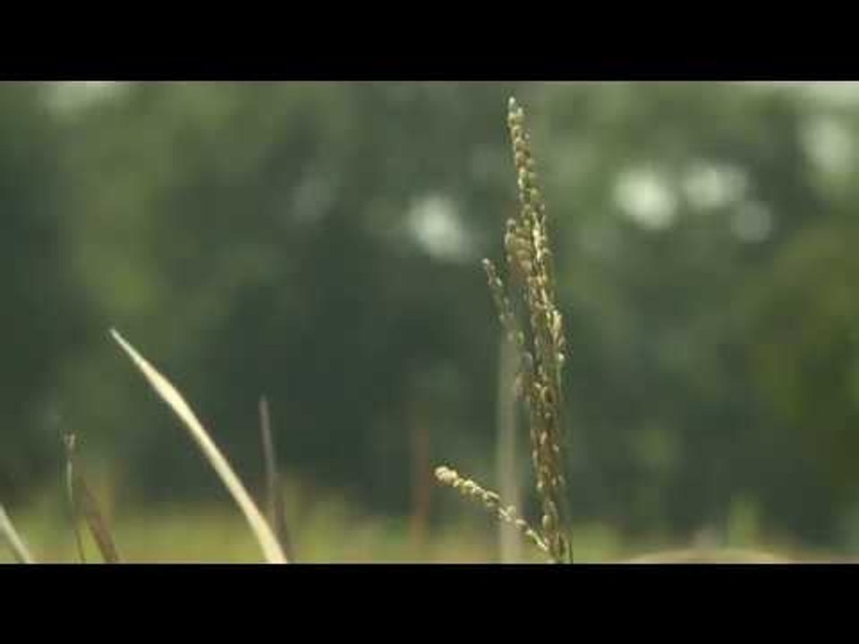 Myanmar farmers going against the grain with apps