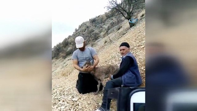 Yavru karacayı köylüler kurtardı