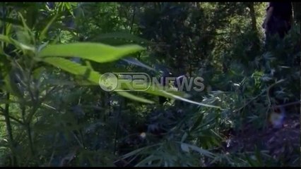 Ora News – Lu: Ka politikanë që kanë përfituar nga lidhjet me trafikantë droge