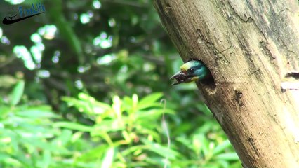 Beautiful wild birds: The parent birds feeding their young birds #6