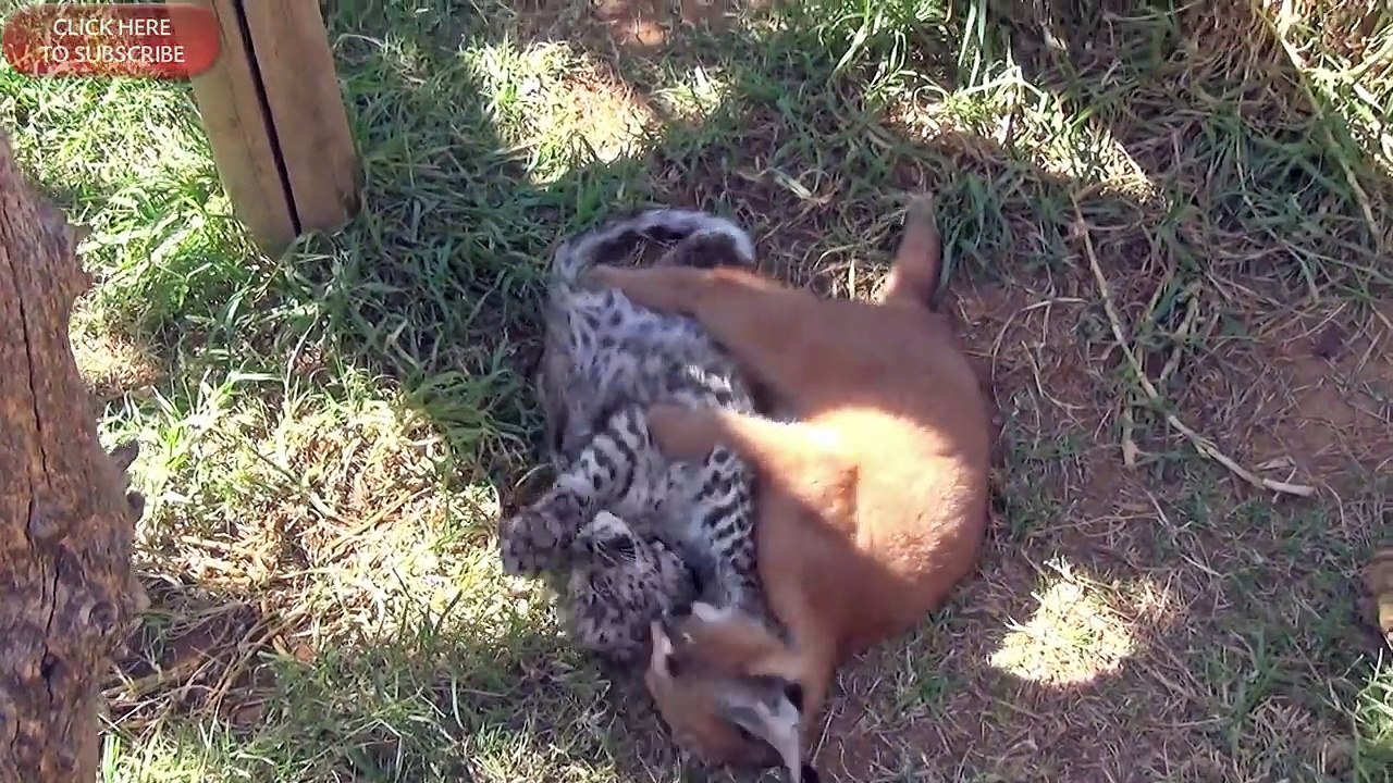 Black Spotted Leopard Versus Caracal - Big Cats Play Attack & Wrestle Friend At Cat Breeding Center