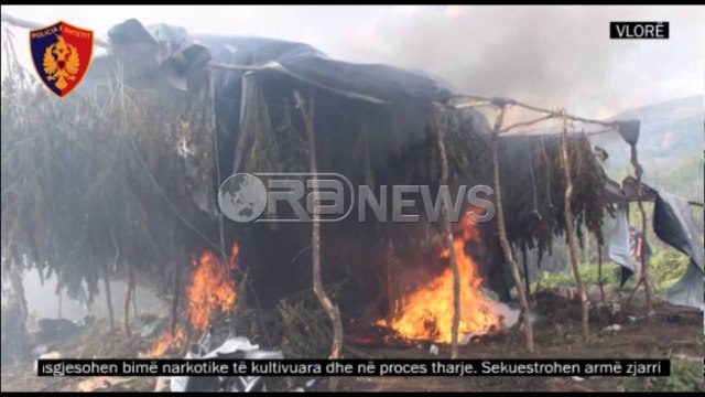 Ora News - Operacioni antikanabis në Mat e Vlorë, asgjësohen mbi 17 mijë rrënjë kanabis