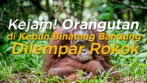 Kejam! Orangutan di Kebun Binatang Bandung Dilempar Rokok