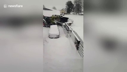 Sheep jump through snow drifts on County Westmeath farm