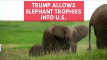 Trump quietly gives go ahead for elephant trophy imports into US