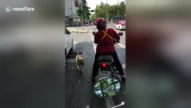 Dog jumps onto back of motorbike to ride pillion