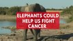 Why elephants don't get cancer