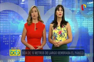 Madre de Dios: boa de 10 metros de largo sembraba el pánico entre pobladores