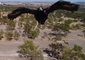 Wedge-Tailed Eagle Tries to Grab Drone in Western Australia