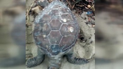 Sahilde ölü caretta caretta bulundu