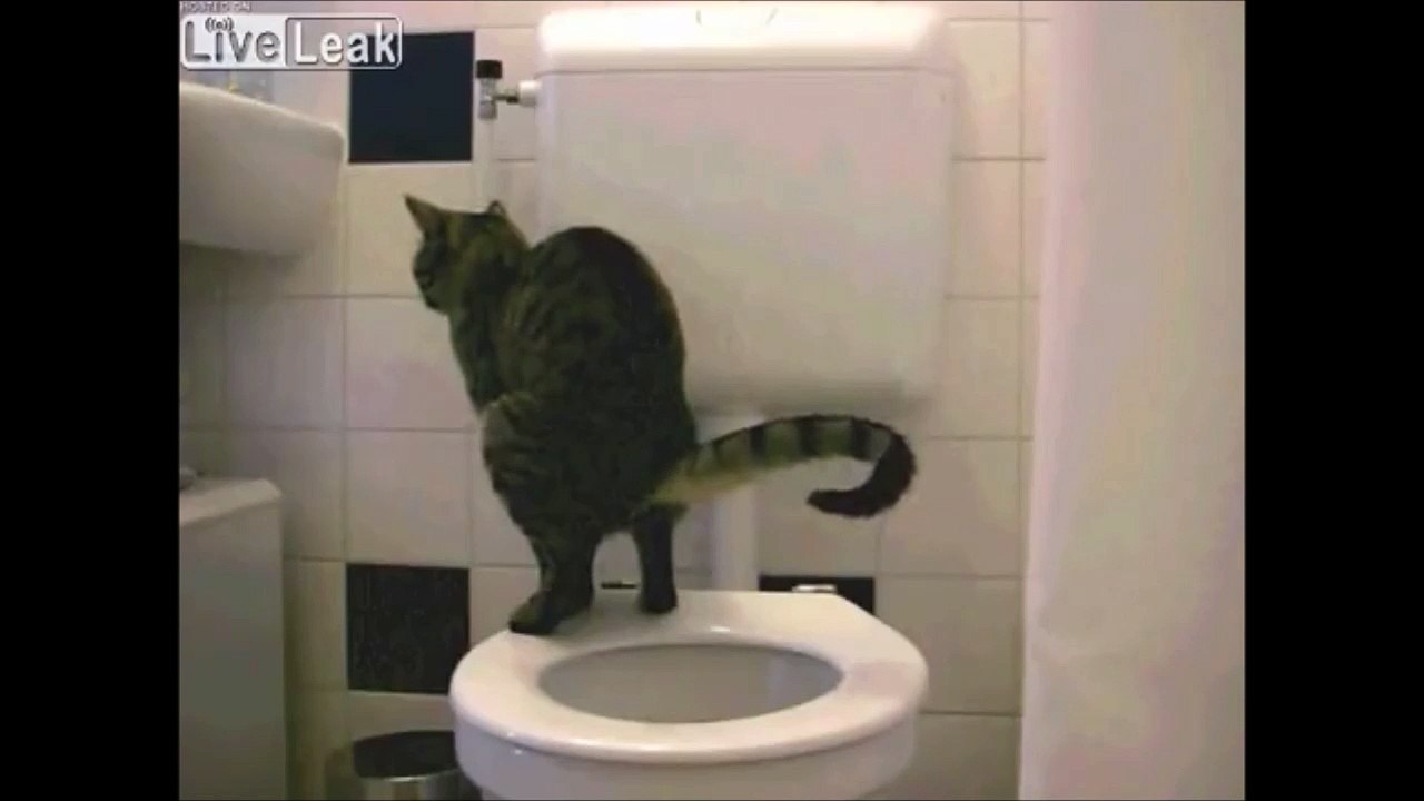 Ce chat fait ses besoins aux toilettes! la classe