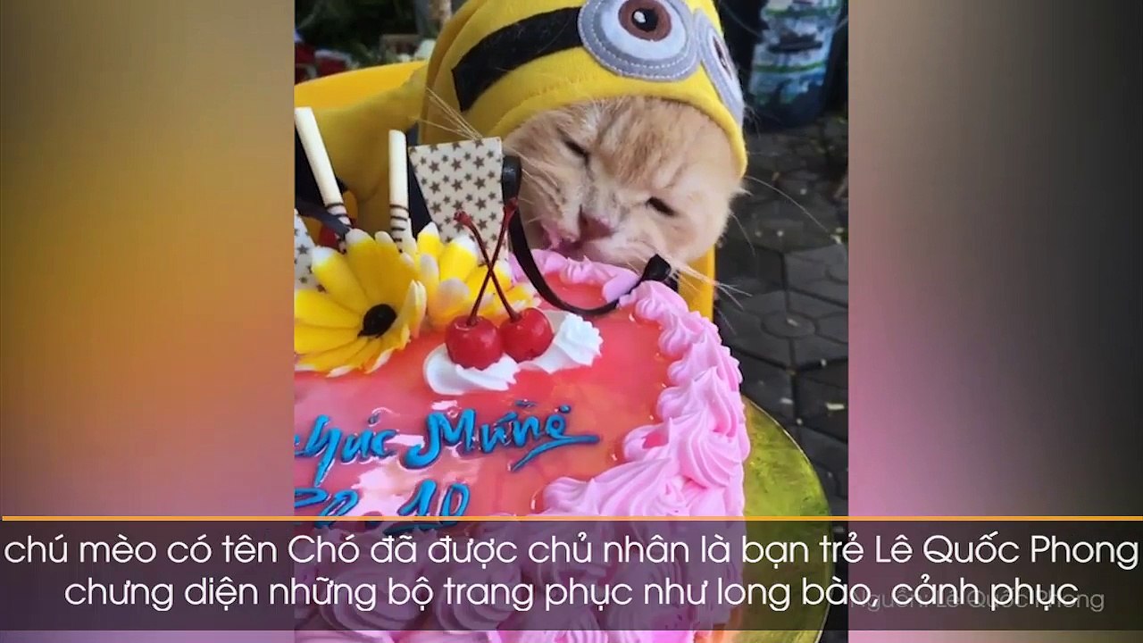 Boss mèo vàng tên Chó ở Hải Phòng gây sốt khi diện long bào, trông hàng chợ cho sen và lên báo nước ngoài