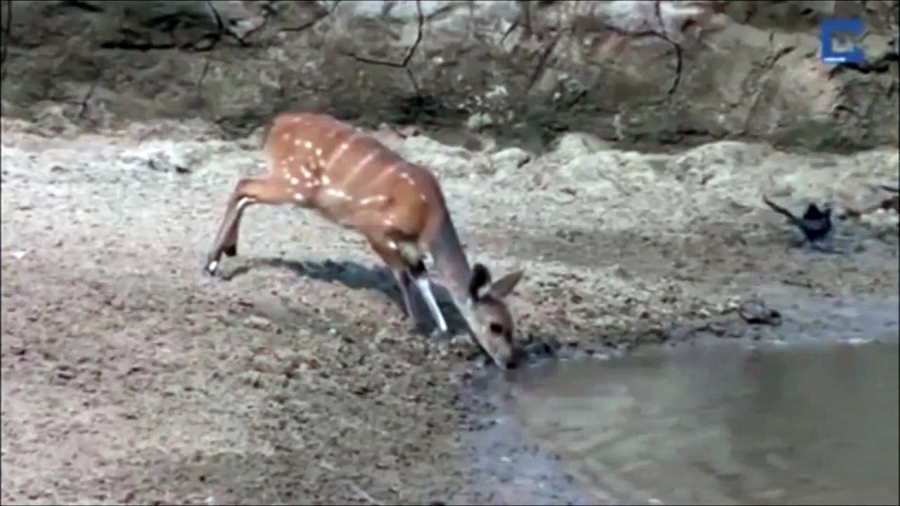 Une biche a un réflexe qui lui sauve la vie