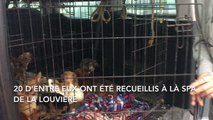 Saisie de 57 chiens dans le BW, 20 sont à la SPA de  La Louvière