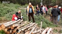 İzmir Foça Ilıpınar'daki ağaç kesimlerine çevrecilerden büyük tepki