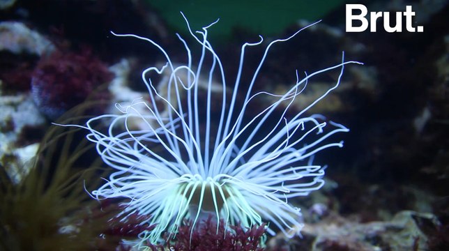 La bioluminescence chez les espèces marines