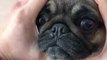 Adorable Pug Squeezes Her Face In Between Owner's Hands