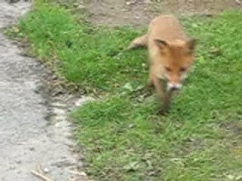 un Renard !