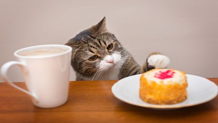 Dining with Kitties: 3 of the Best Pet Cafés Across the U.S.