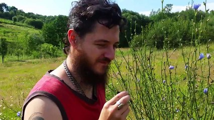 56.Cykoria Podroznik wasciwosci magiczne