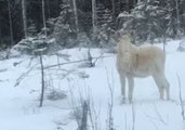 Majestic White Moose Spotted in Parkano, Finland