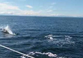 Porpoises Surround Sailboat Near Canada's Bowen Island