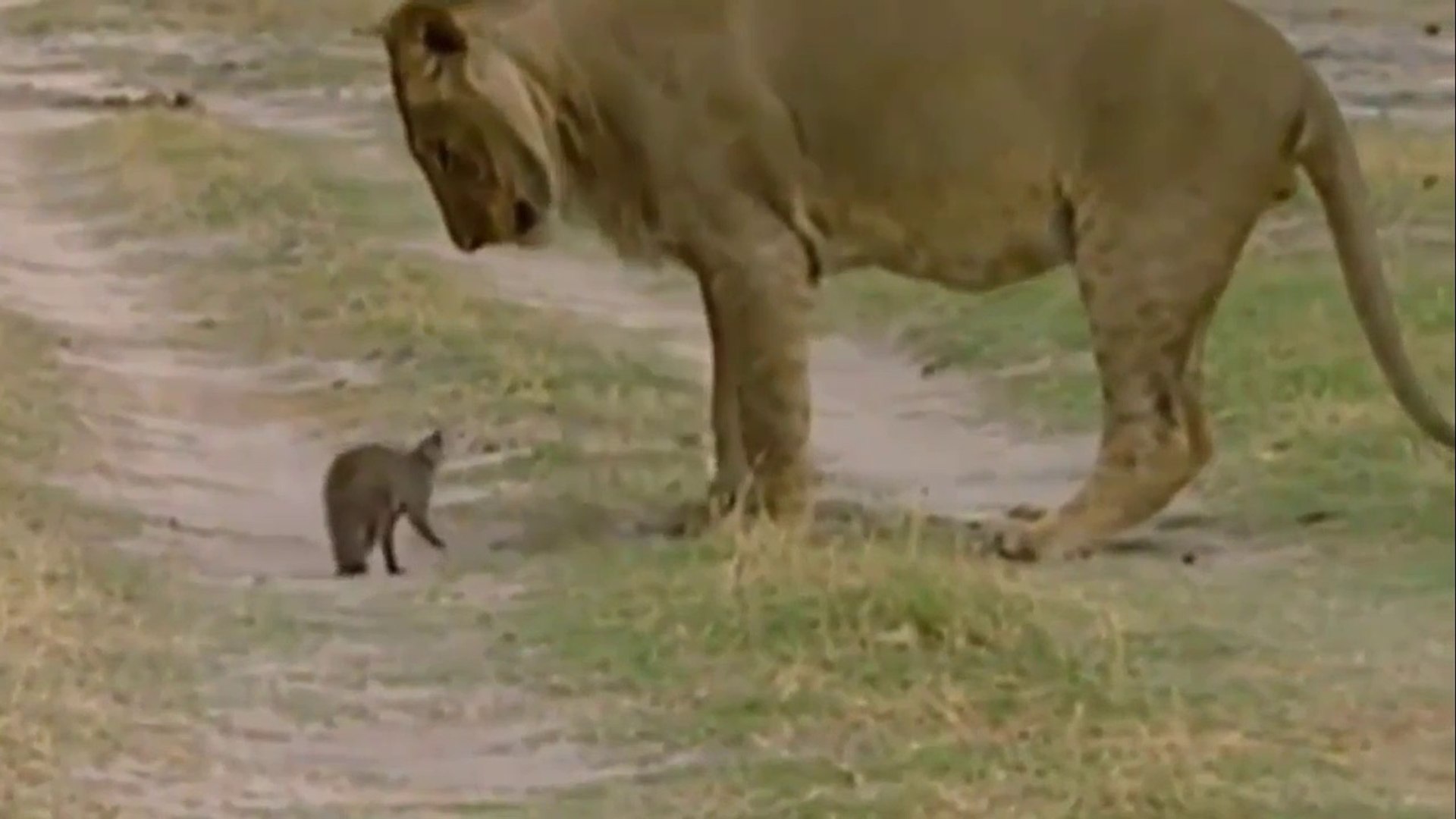 Mangustos Vs Leões Ou Rei Vencido Pela Astúcia! - Vídeo Dailymotion, image size:1920x1080