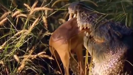 Crocodilos Gigantes E Manjares Diversos