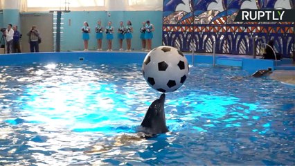 ¡Focas, leones marinos y belugas quieren jugar en el Mundial!