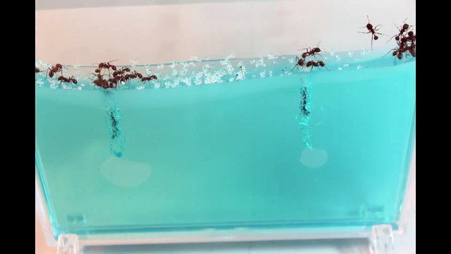 Regardez comment cette colonie de fourmis evolue et construit sa fourmilière