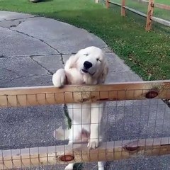 La tête de ce chien qui accueille son maitre... Chaud au coeur