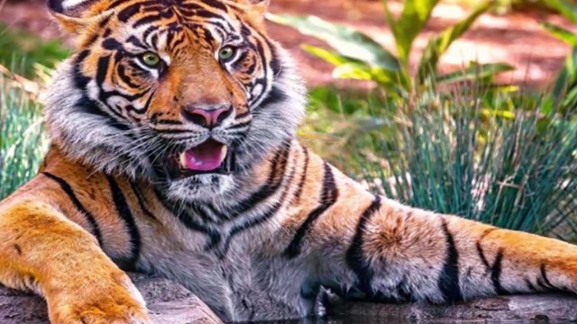 Nesli Tükenmekte Olan Hayvanlar 2018