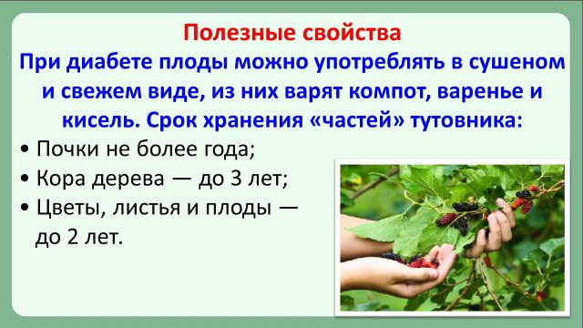 шелковица для диабетиков. шелковица диабет. листья тутовника для похудения. экстракт шелковицы. ягода семейства тутовые красная.