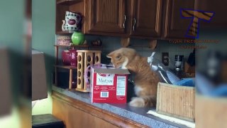 Are ORANGE CATS the FUNNIEST CATS_ - Super FUNNY COMPILATION that will make you DIE LAUGHING