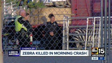 Police investigating after zebra hit, killed in Chandler