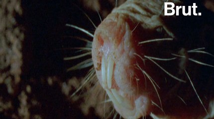 Le rat-taupe nu, un animal très coriace