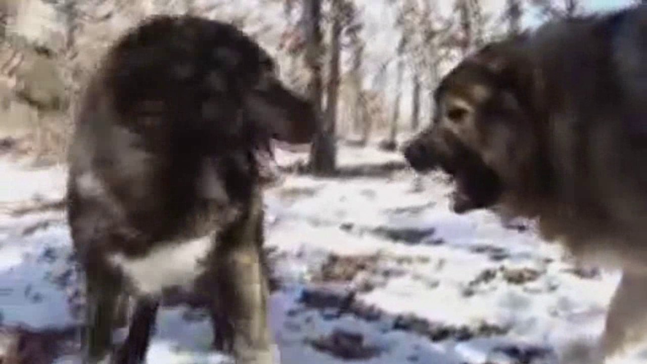 Pastore Del Caucaso Vs Orso Video