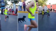 Atleta pontapeou brutalmente um cão durante a Maratona no México